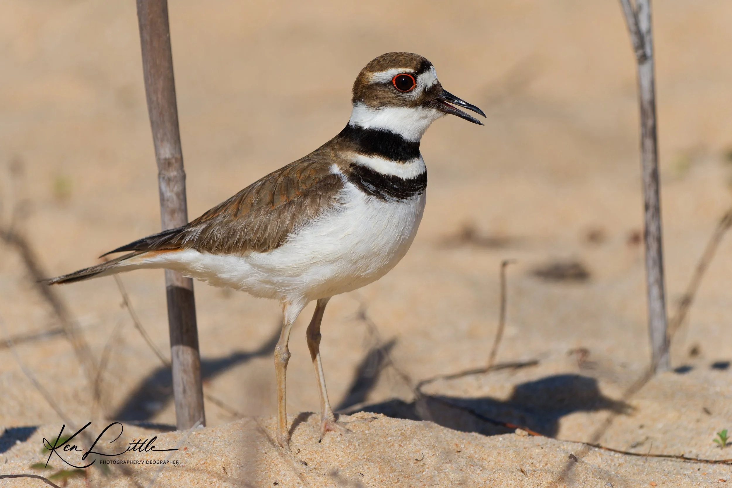 Killdeer - Village Park Preserve, Daphne, AL (April 2026)