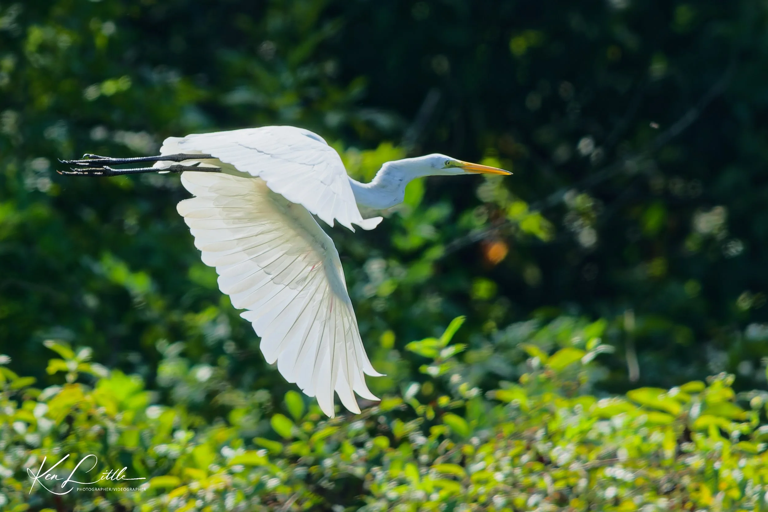 Great Egret - Alabama Black Belt (August 2026)