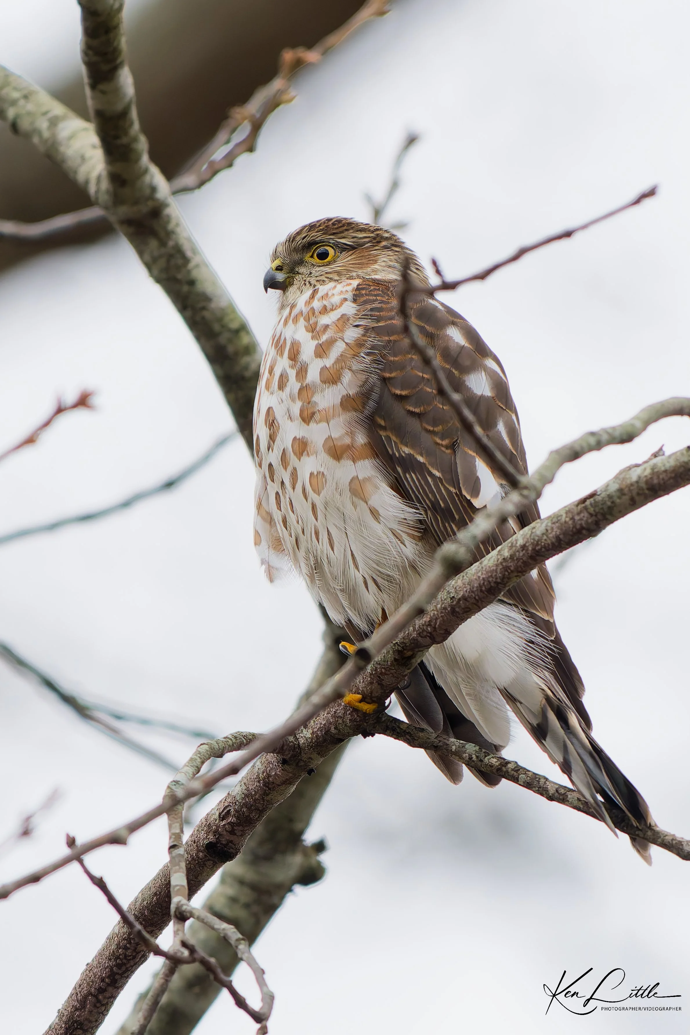 Juvenile Sharp-shinned Hawk Birmingham, AL (December 2025)