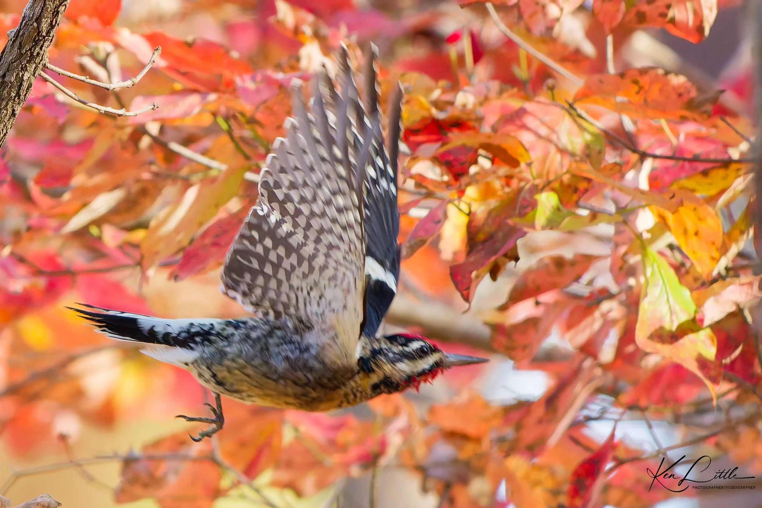Yellow-bellied Sapsucker (#3 Flight Series)- Oak Mt. State Park (November 2025)