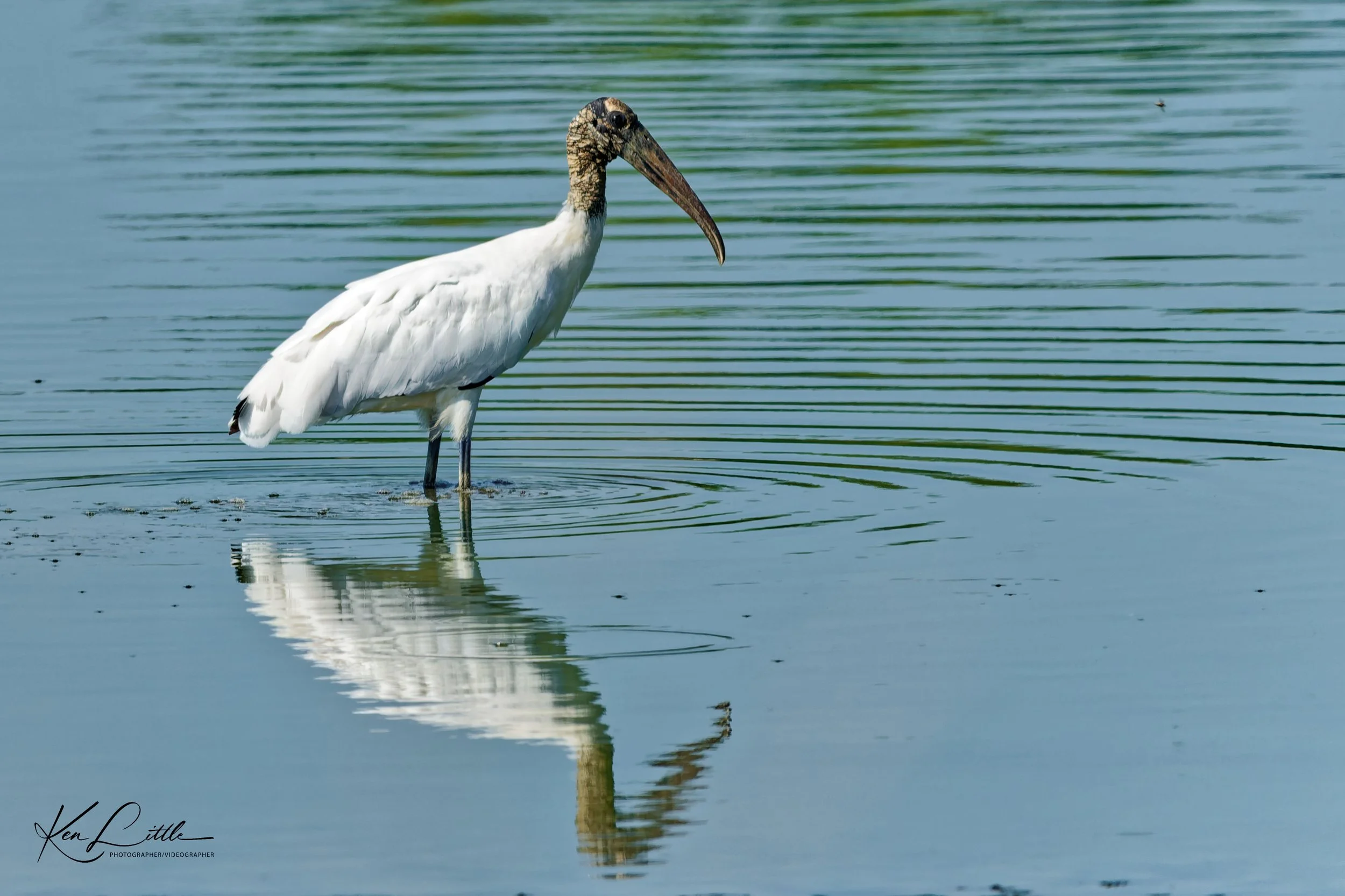 Wood Stork - Alabama Black Belt (August 2026)