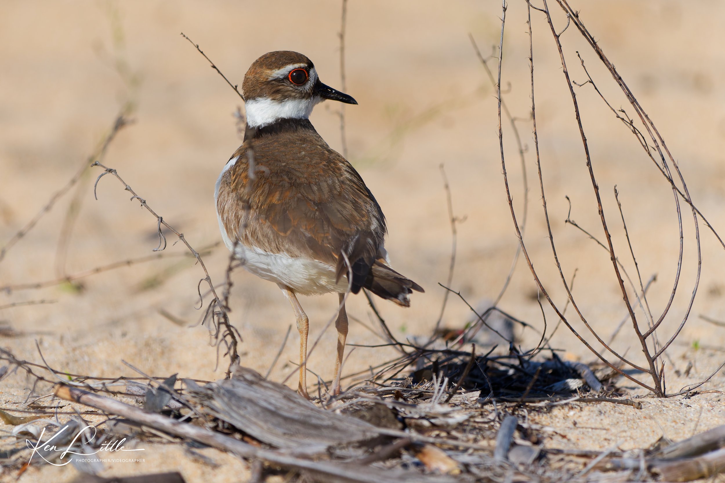 Killdeer - Village Park Preserve, Daphne, AL (April 2026)