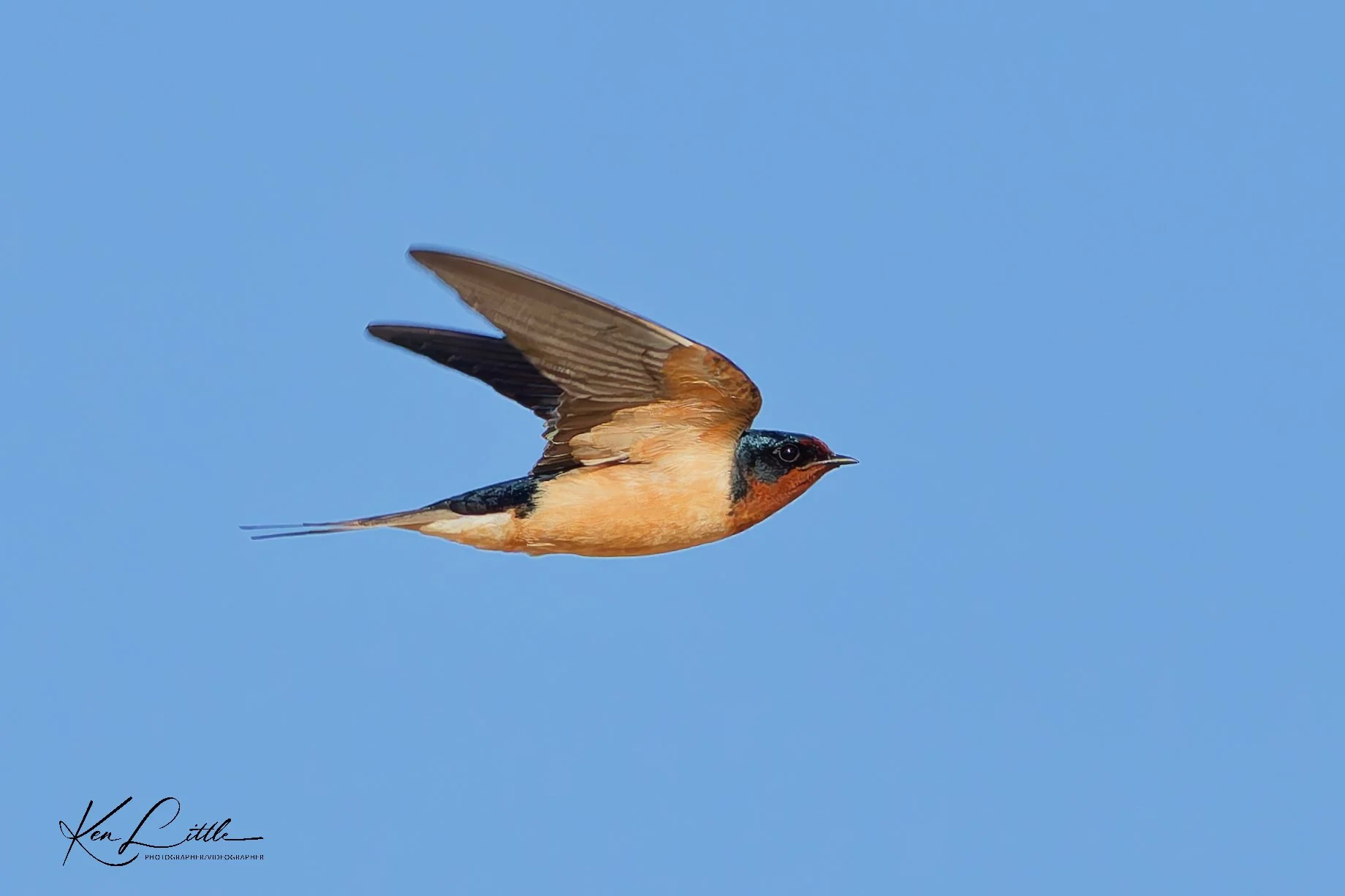 Barn Swallow - Village Park Preserve, Daphne, AL (April 2026)