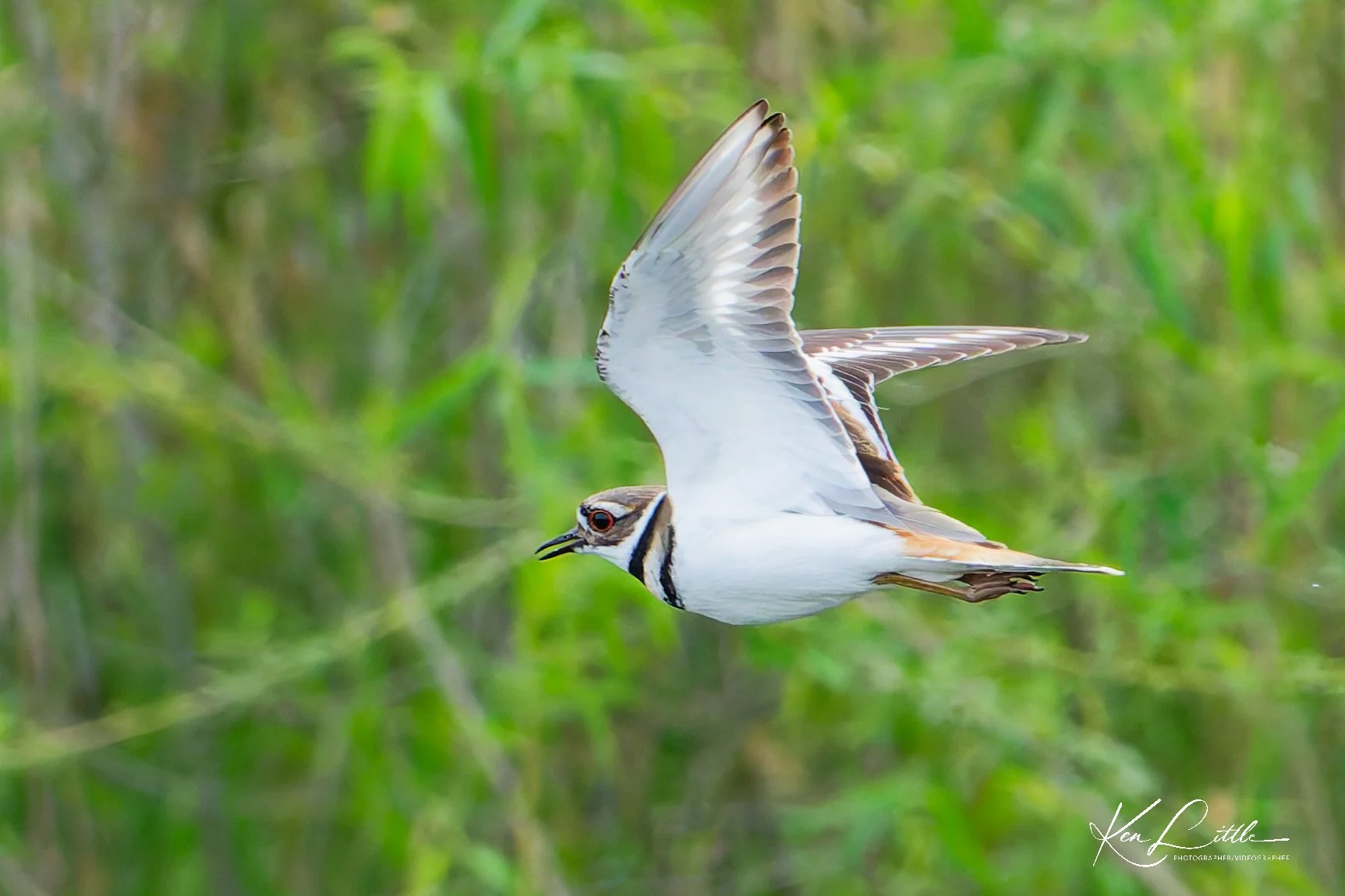 Killdeer - Wild Birds Unlimited Tattersall (April 2026)