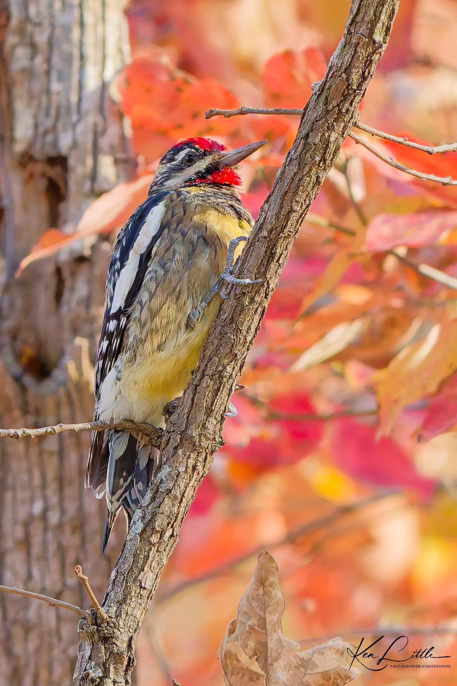 Yellow-bellied Sapsucker - Oak Mt. State Park (November 2025)