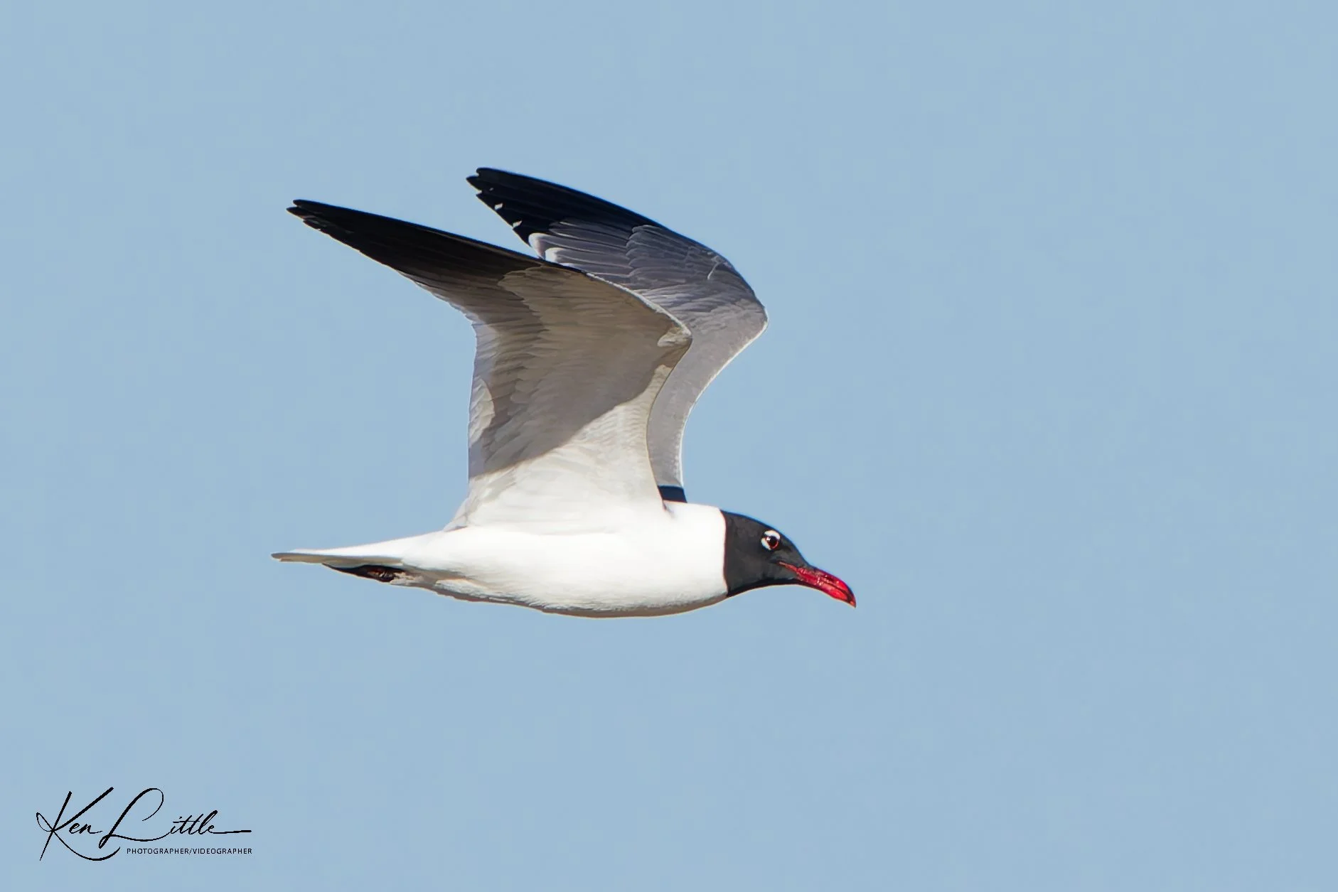 Laughing Gull - Village Park Preserve, Daphne, AL (April 2026)
