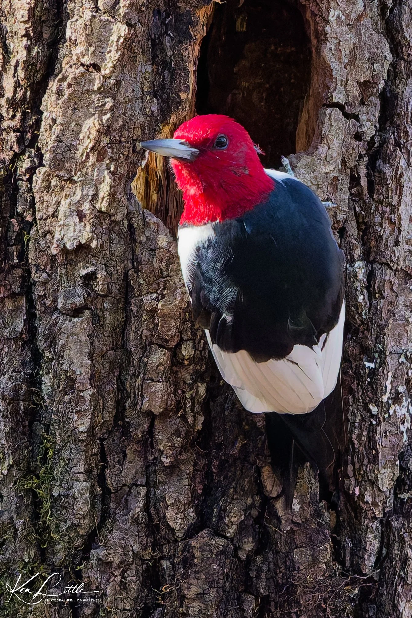 Red-headed Woodpecker - Oak Mt. State Park (November 2025)