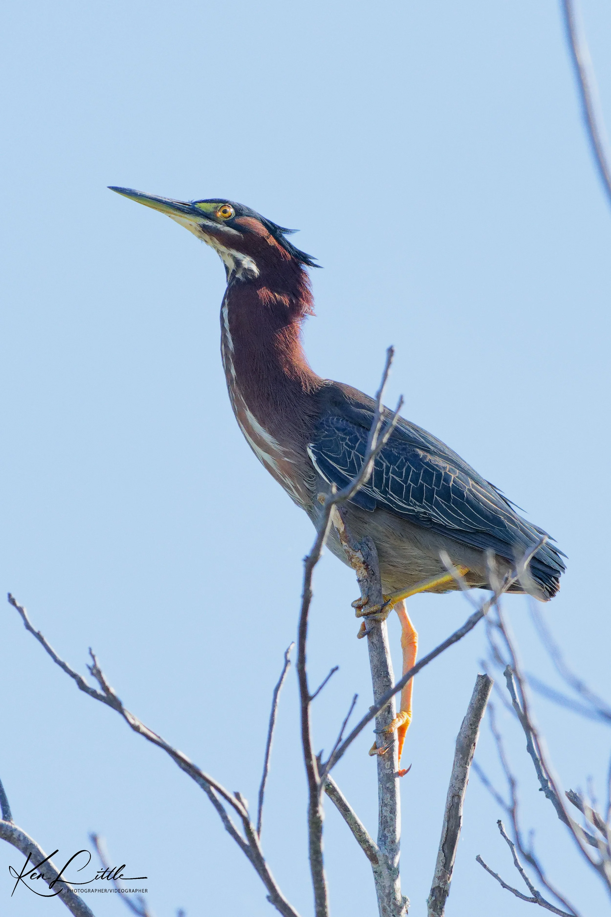 Green Heron - Village Park Preserve, Daphne, AL (April 2026)