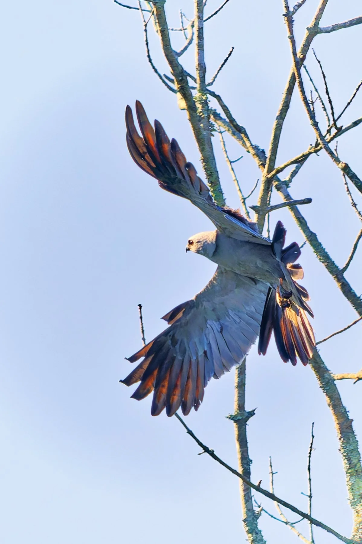 Mississippi Kite - Birmingham  (August 2026)