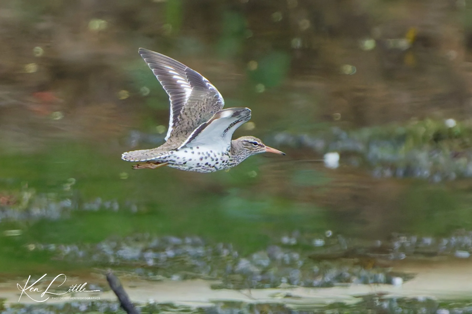 Spotted Sandpiper - Wild Birds Unlimited Tattersall (April 2026)