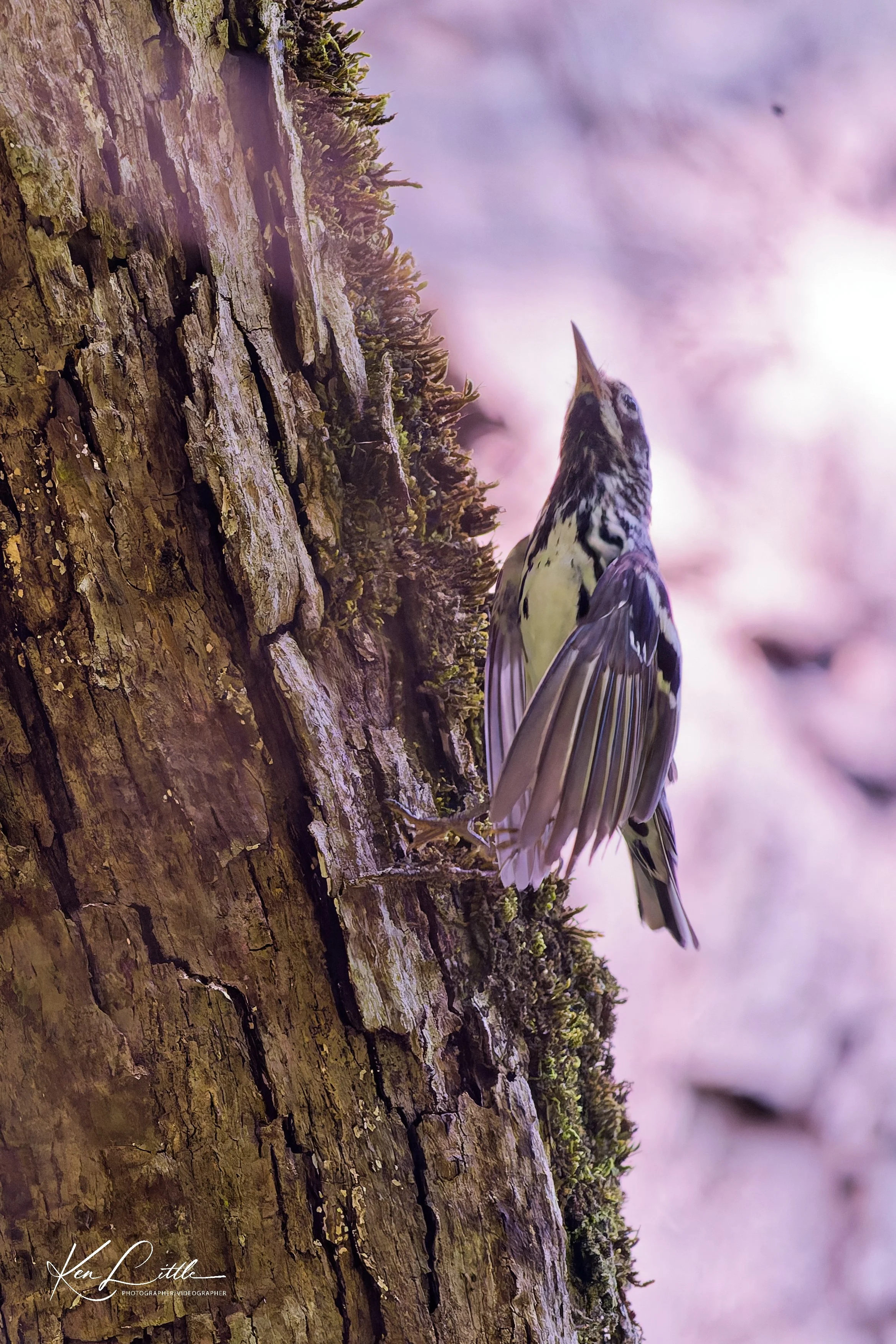 Black-and-White Warbler - Cahaba River Park (June 2026)