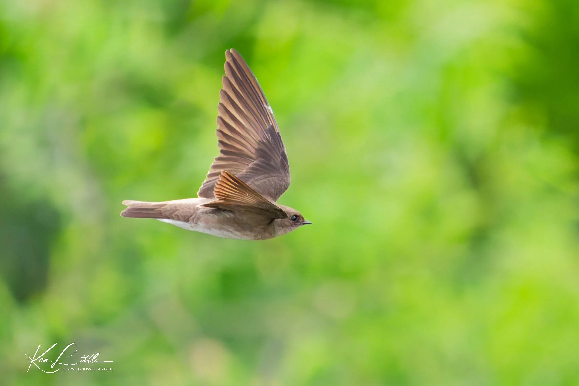 Northern Rough-winged Swallow - Wild Birds Unlimited Tattersall (April 2026)