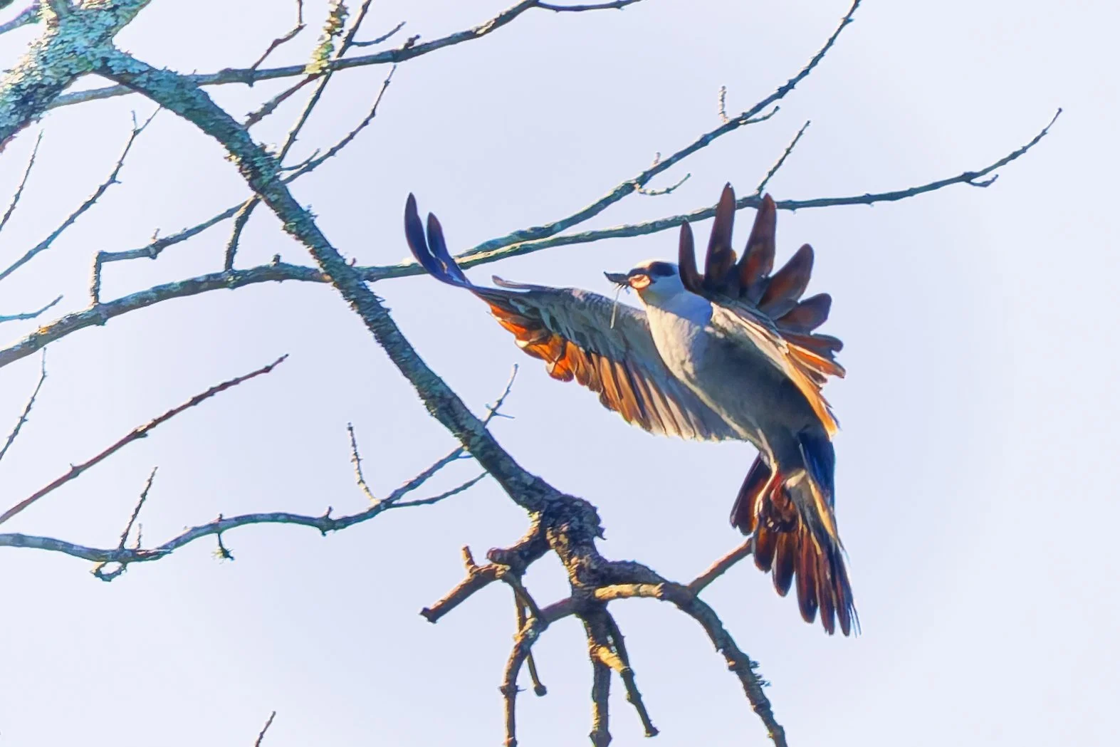 Mississippi Kite with Katydid 
- Birmingham  (August 2026)