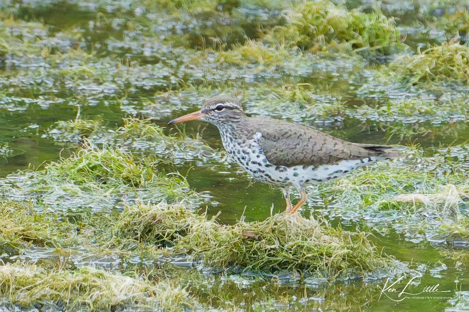 Spotted Sandpiper - Wild Birds Unlimited Tattersall (April 2026)