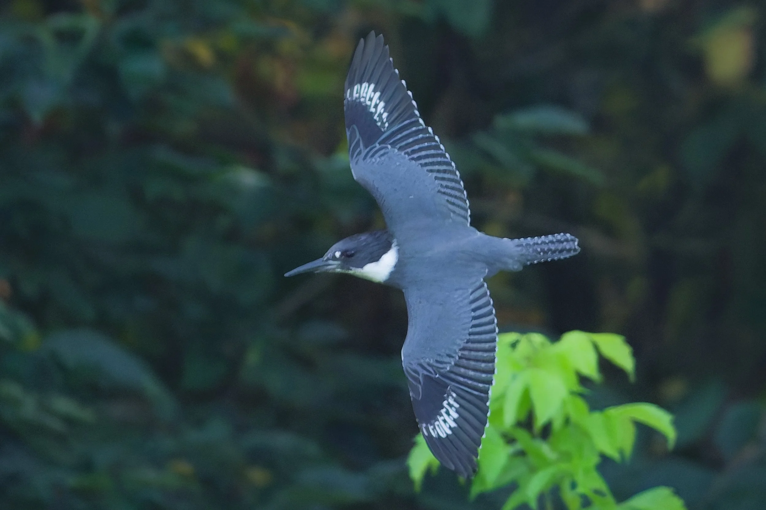 Belted Kingfisher - Birmingham  (August 2026)