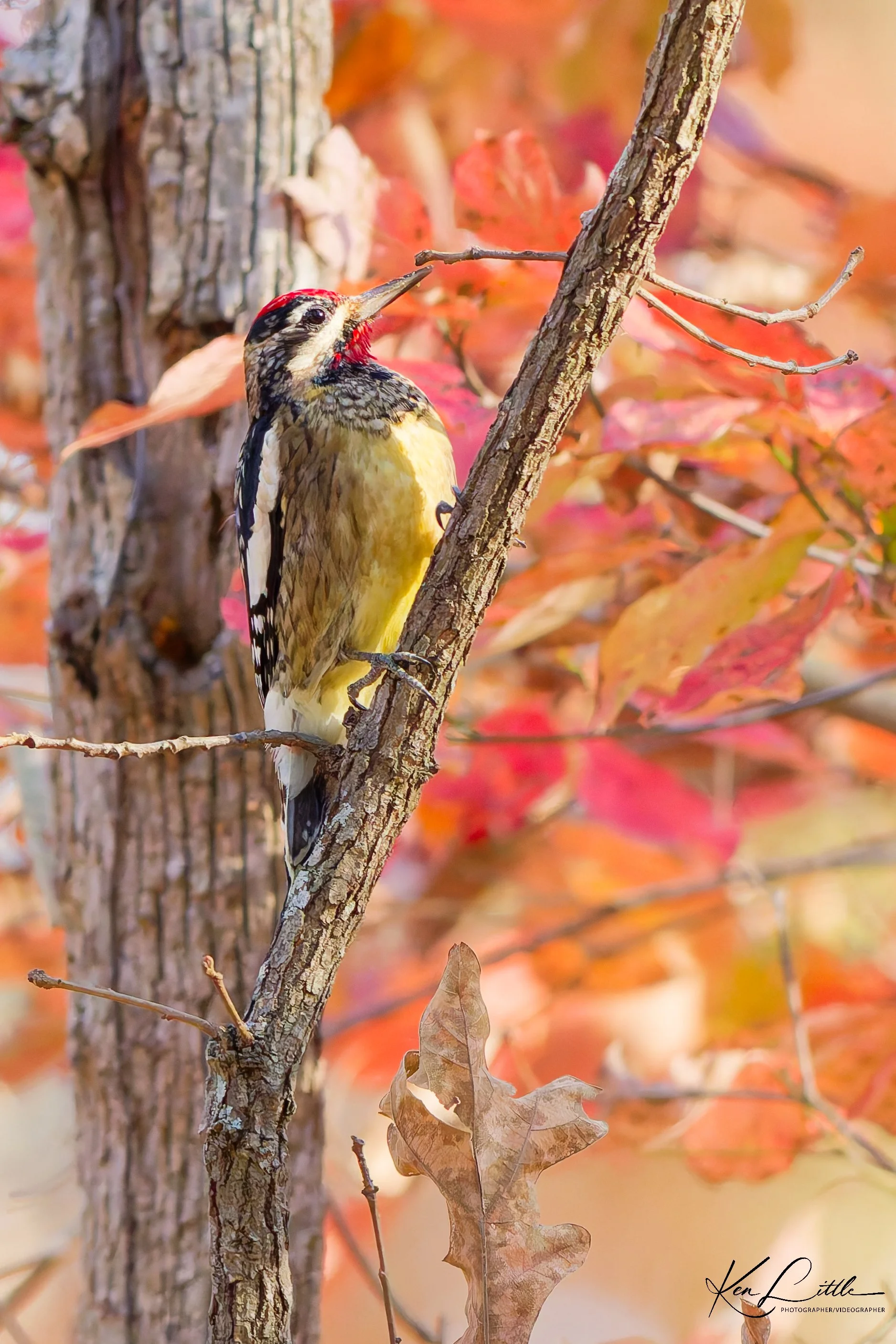 Yellow-bellied Sapsucker - Oak Mt. State Park (November 2025)