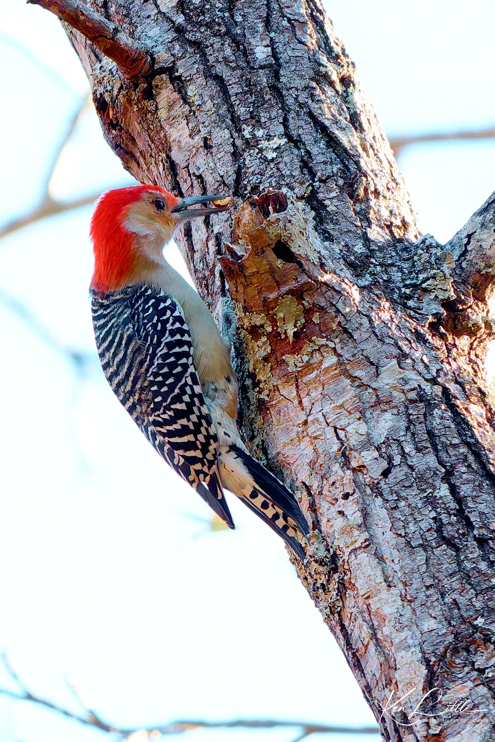 Red-bellied Woodpecker - Oak Mt. State Park (November 2025)