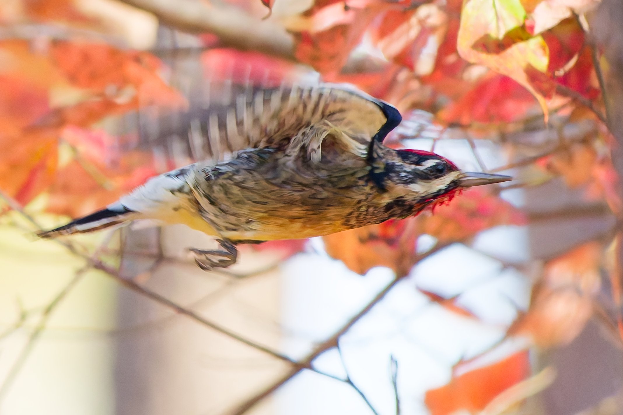 Yellow-bellied Sapsucker (#2 Flight Series)- Oak Mt. State Park (November 2025)