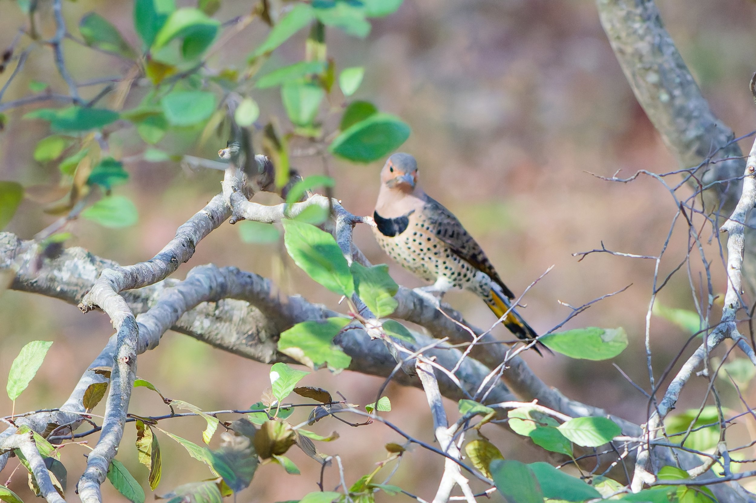 Yellow-shafted Northern Flicker - Oak Mt. State Park (November 2025)