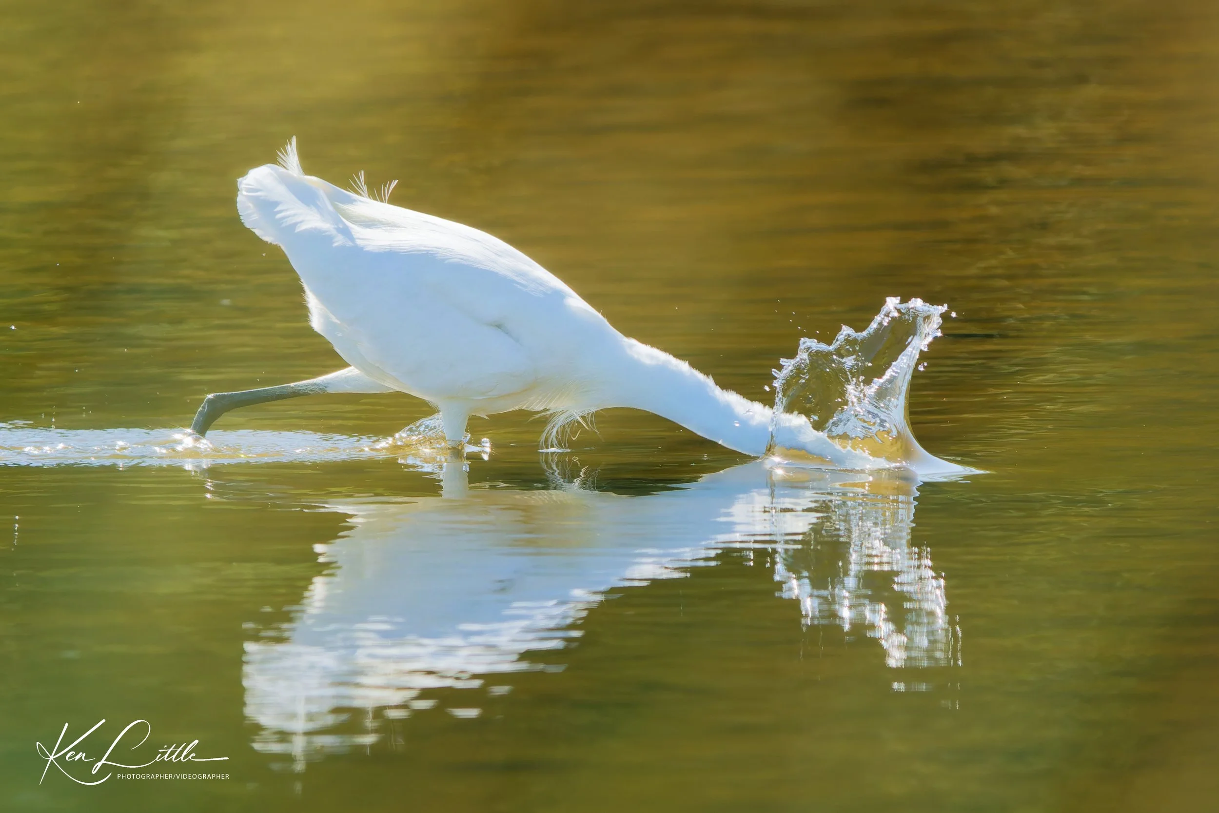 Little Egret - Village Park Preserve, Daphne, AL (April 2026)