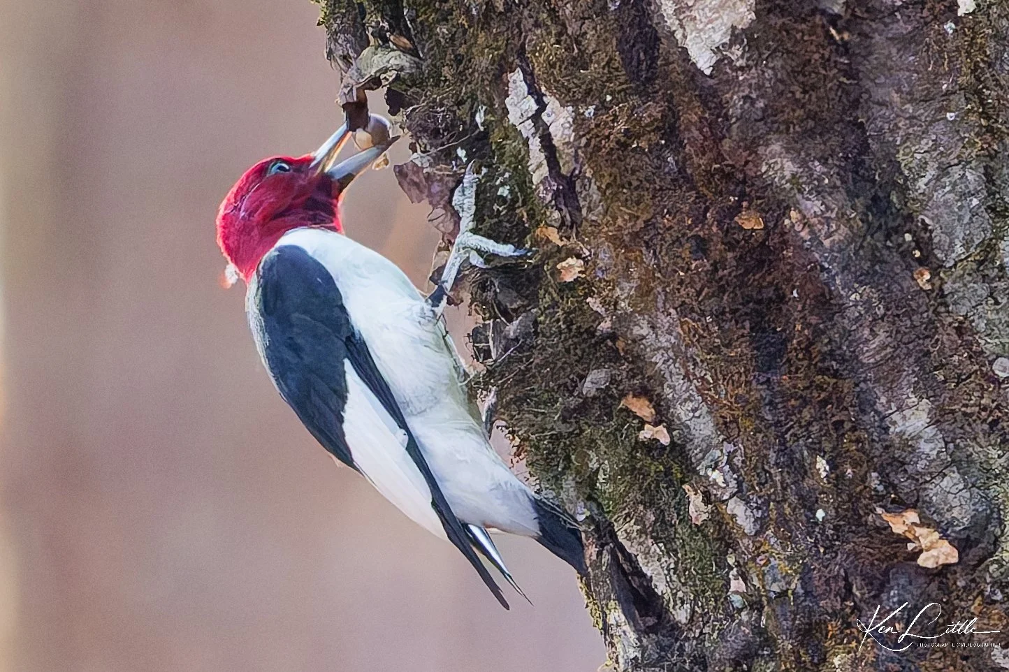 Red-headed Woodpecker Storing acorns in the tree bark (#2 in Series) - Oak Mt. State Park (November 2025)