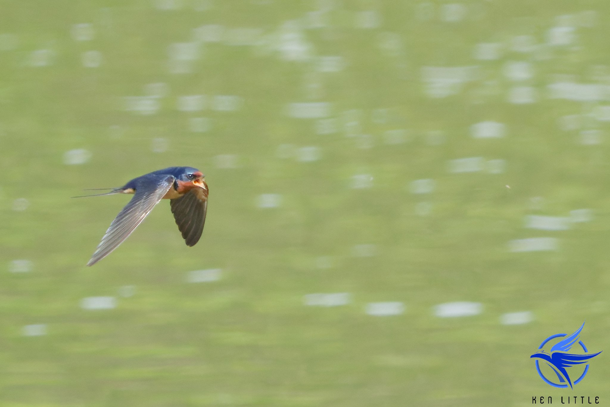 Barn Swallow - Sportsman Lake, Cullman, AL (March 2025)