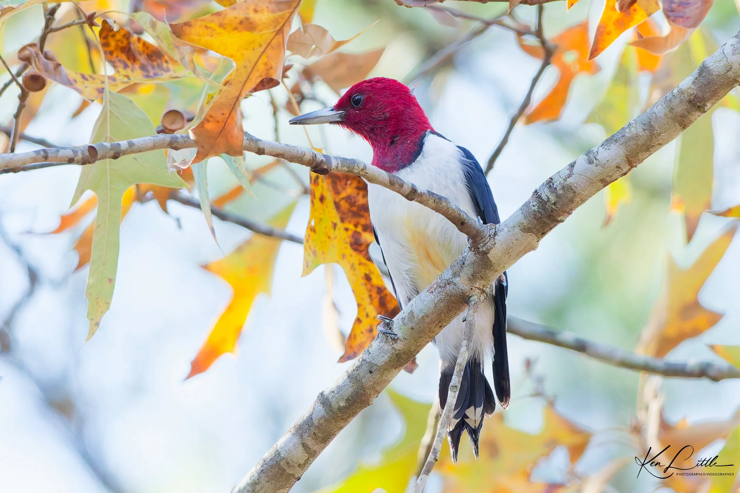 Red-headed Woodpecker - Oak Mt. State Park (November 2025)