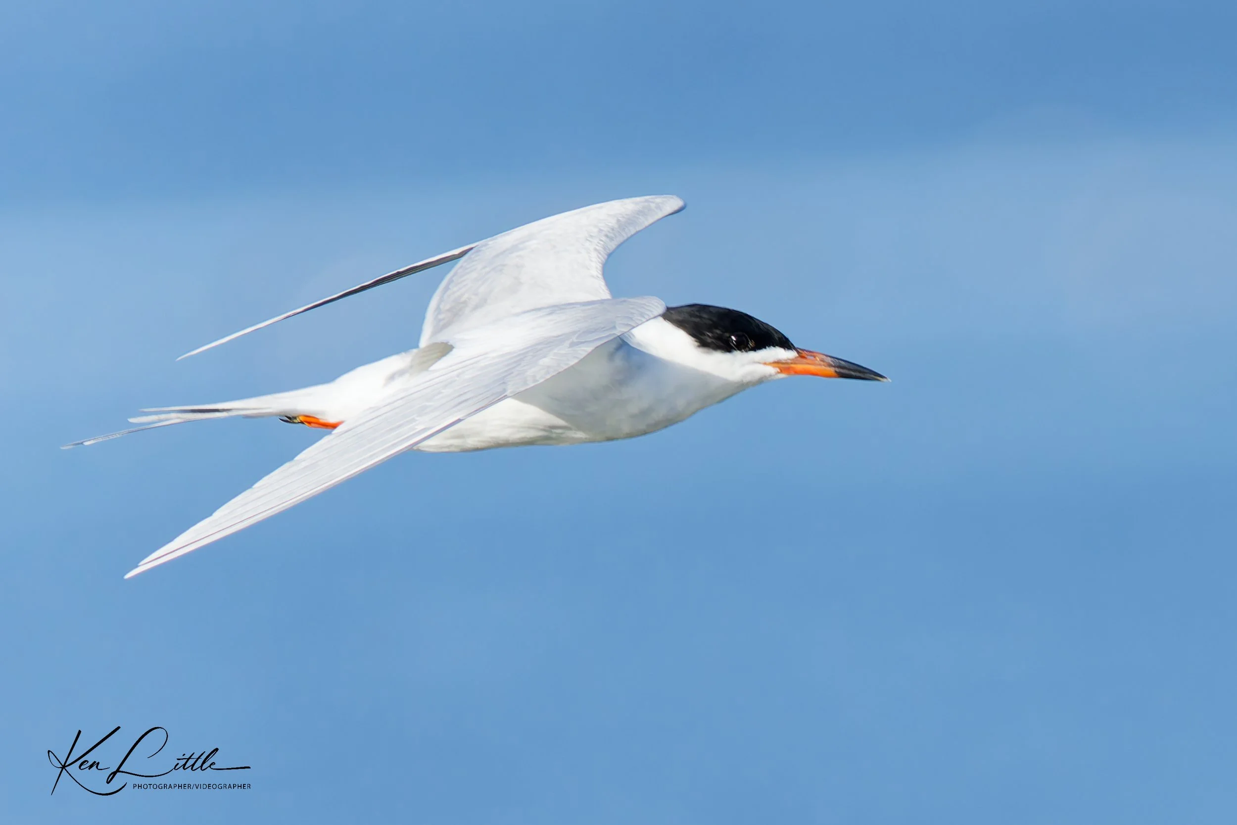 Common Tern - Village Park Preserve, Daphne, AL (April 2026)