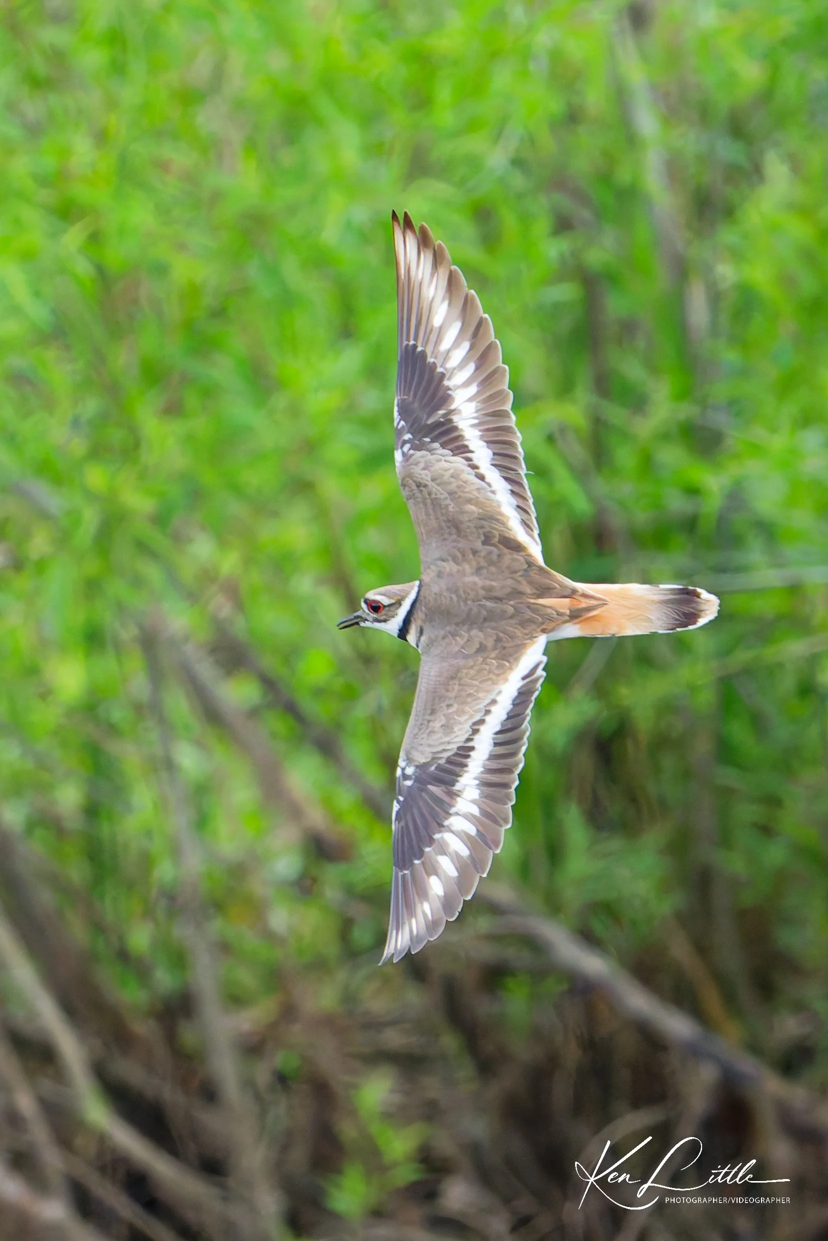 Killdeer - Wild Birds Unlimited Tattersall (April 2026)