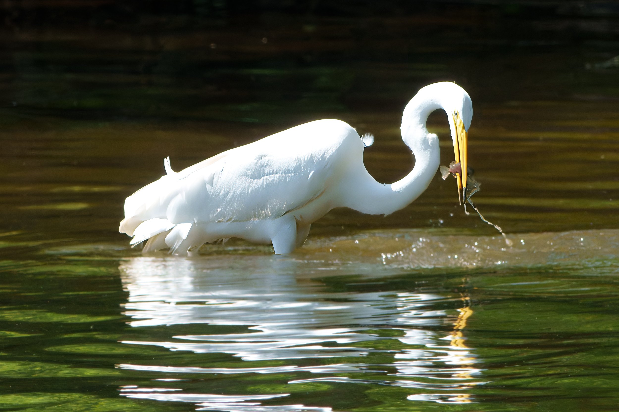 Great Egret Fishing (1st of series) - John D. Martin Wildlife Park, Gadsden, AL (April 2025)