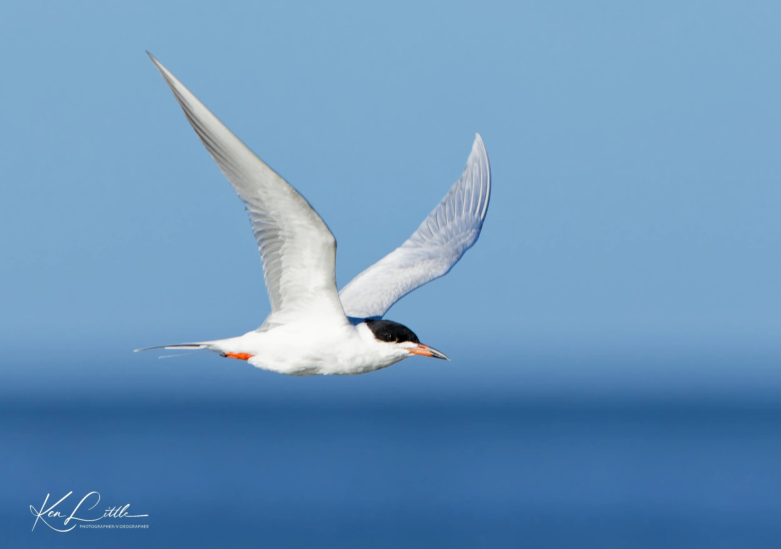 Common Tern - Village Park Preserve, Daphne, AL (April 2026)