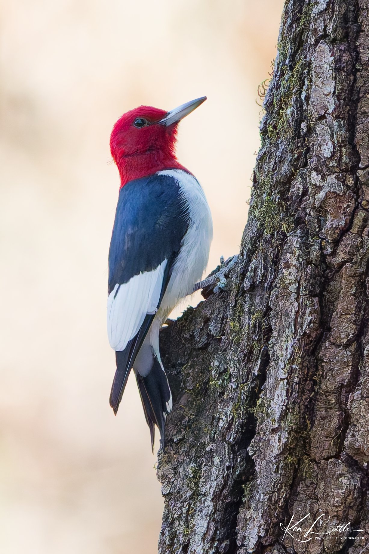 Red-headed Woodpecker - Oak Mt. State Park (November 2025)