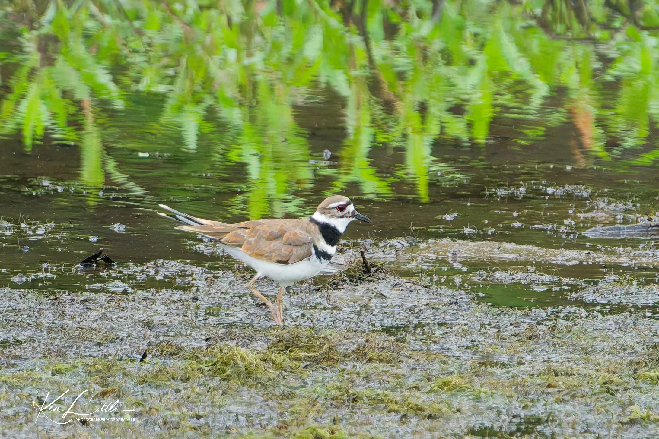 Killdeer - Wild Birds Unlimited Tattersall (April 2026)