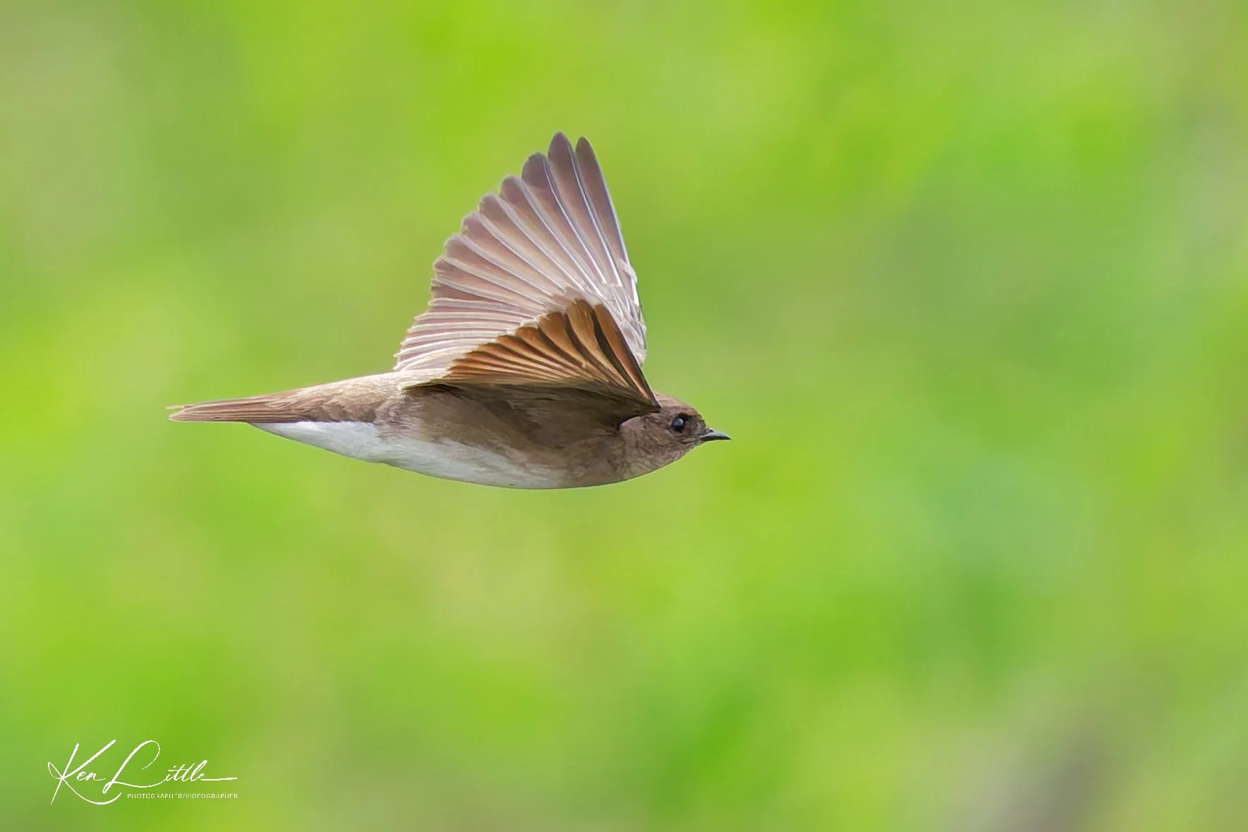 Northern Rough-winged Swallow - Wild Birds Unlimited Tattersall (April 2026)