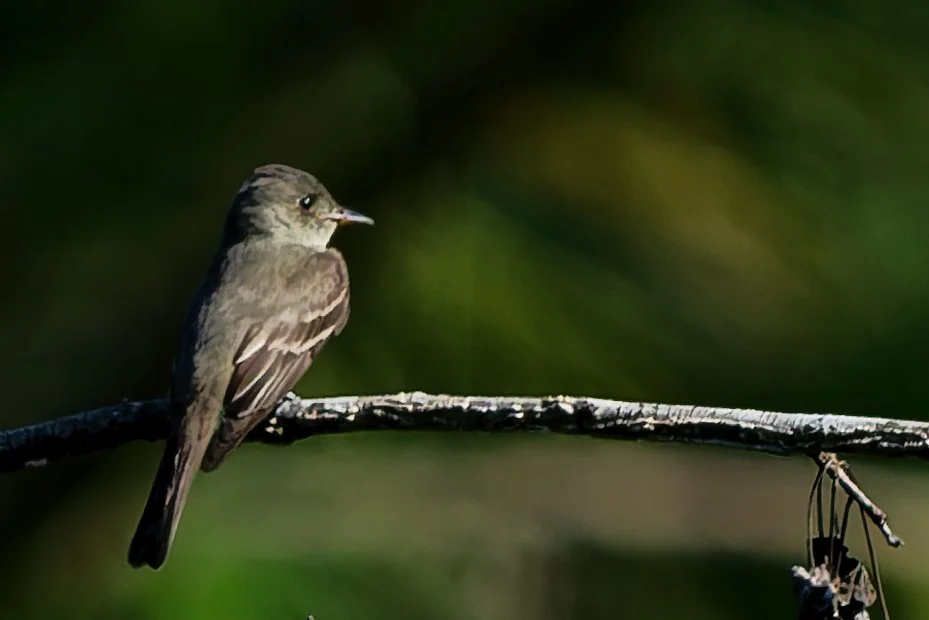 Eastern Wood-Pewee - Birmingham  (August 2026)