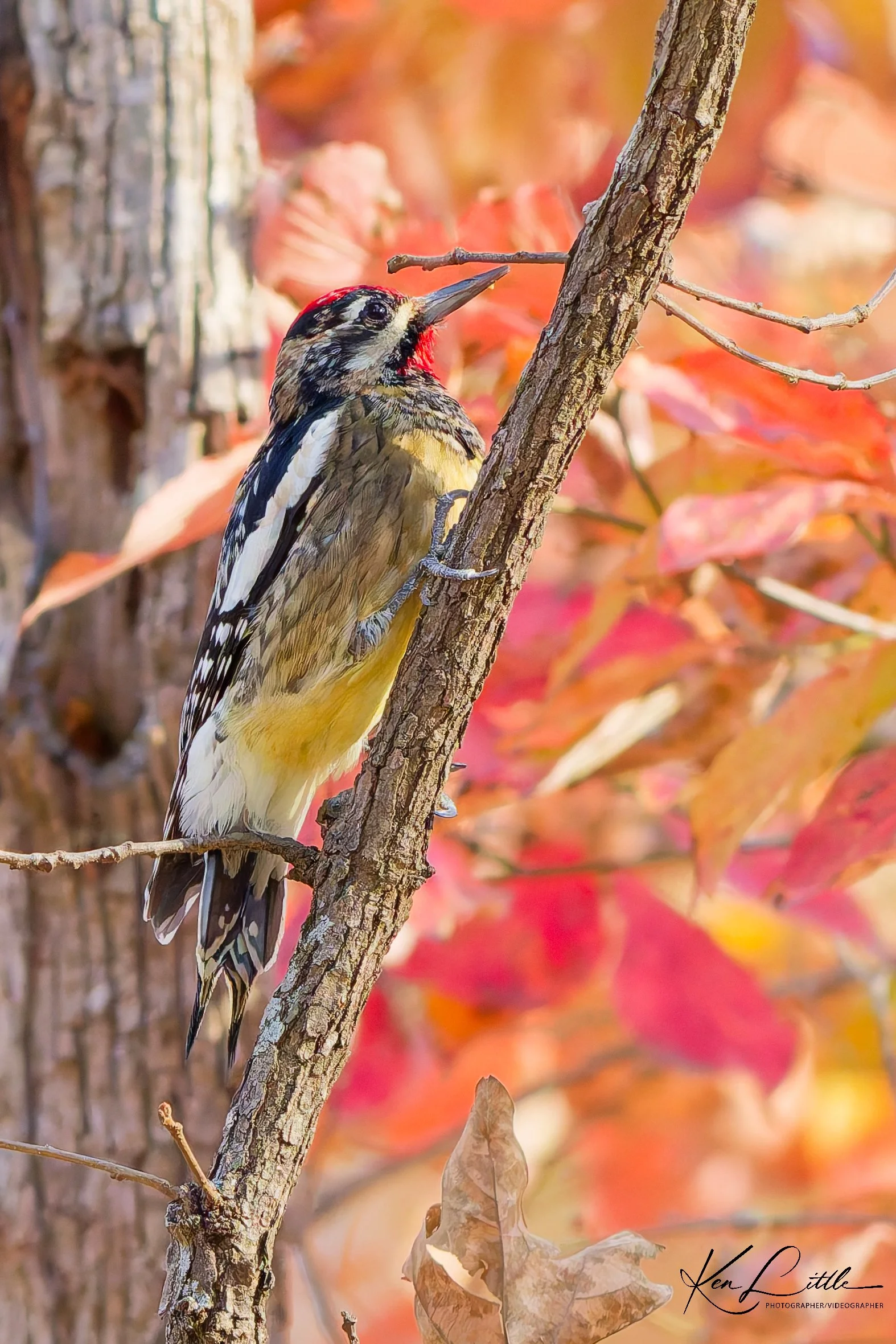 Yellow-bellied Sapsucker - Oak Mt. State Park (November 2025)