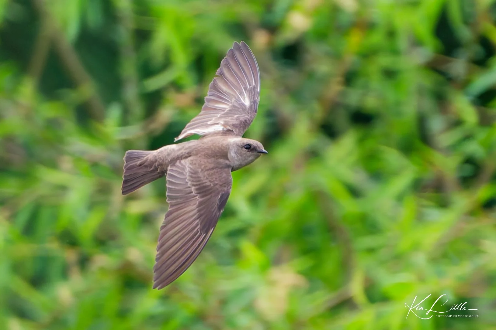 Northern Rough-winged Swallow - Wild Birds Unlimited Tattersall (April 2026)