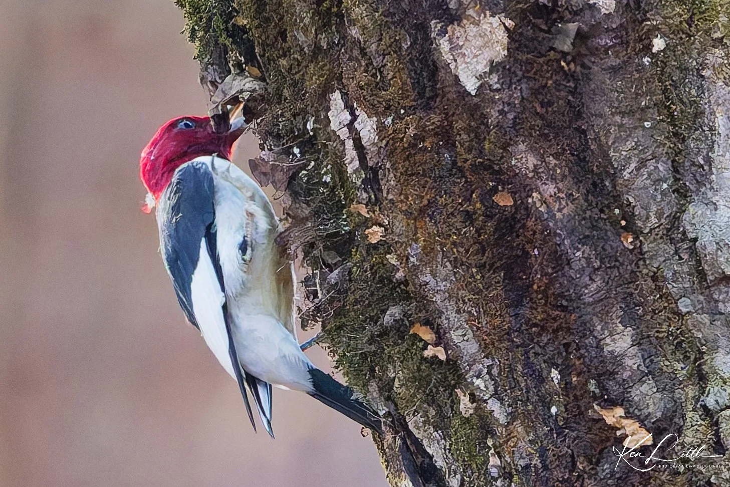 Red-headed Woodpecker Storing acorns in the tree bark (#3 in Series) - Oak Mt. State Park (November 2025)