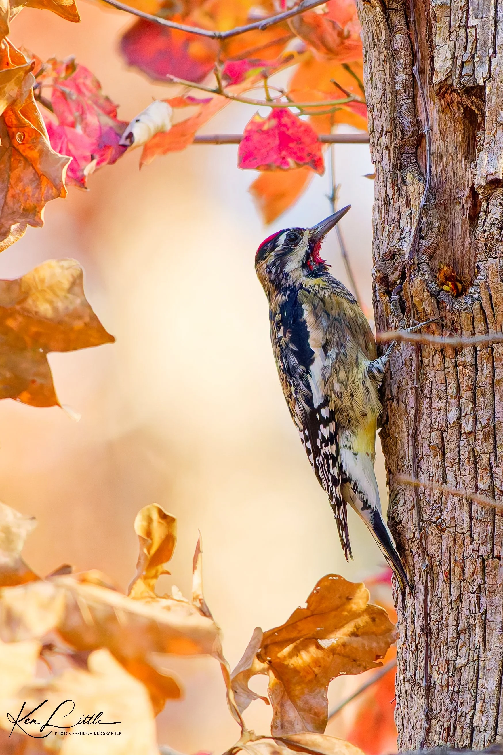 Yellow-bellied Sapsucker - Oak Mt. State Park (November 2025)