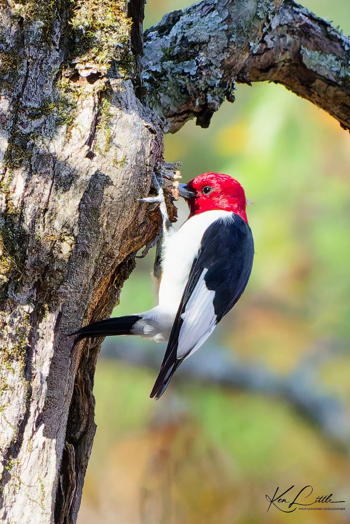 Red-headed Woodpecker - Oak Mt. State Park (November 2025)