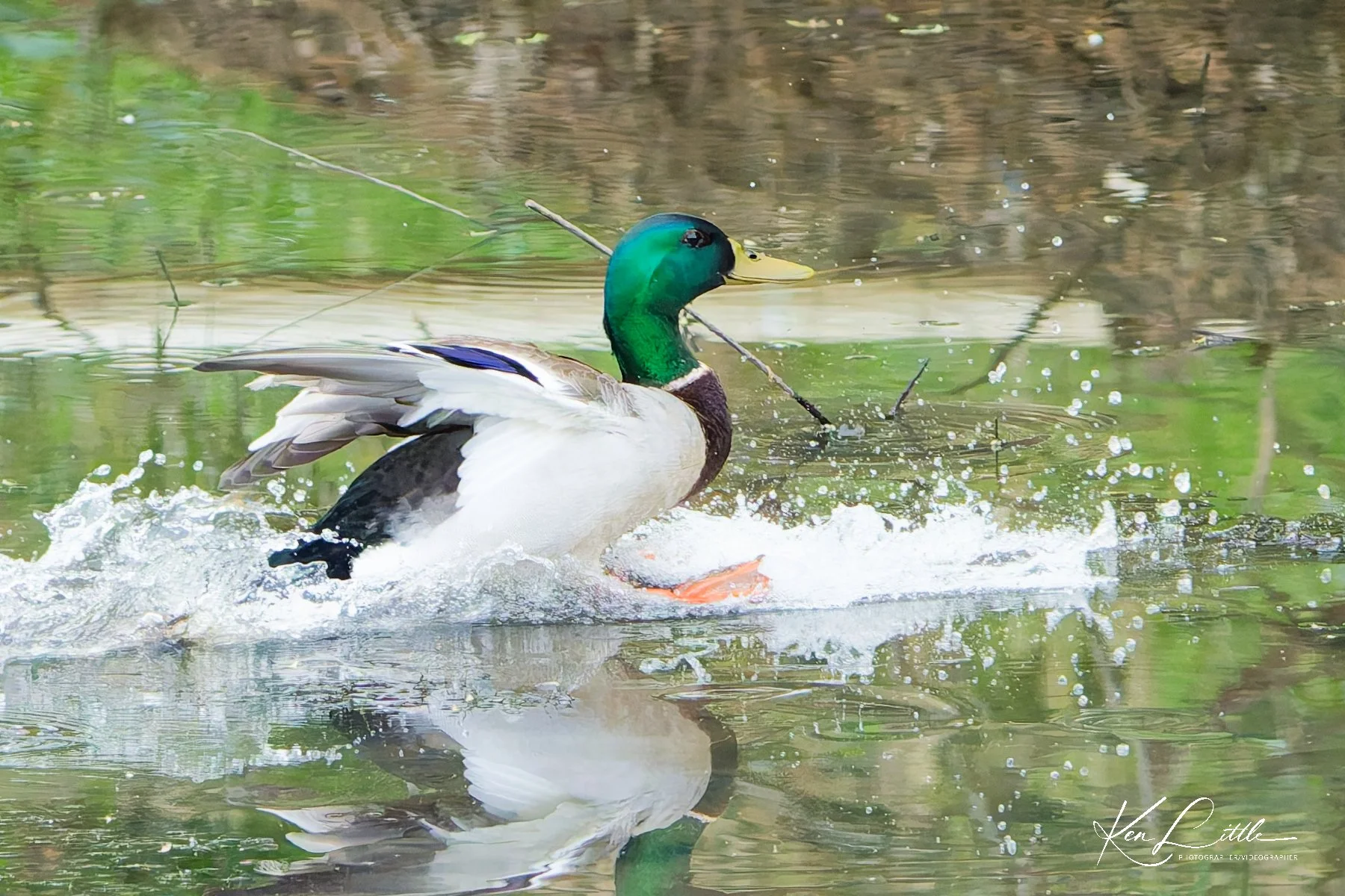 Male Mallard - Wild Birds Unlimited Tattersall (April 2026)