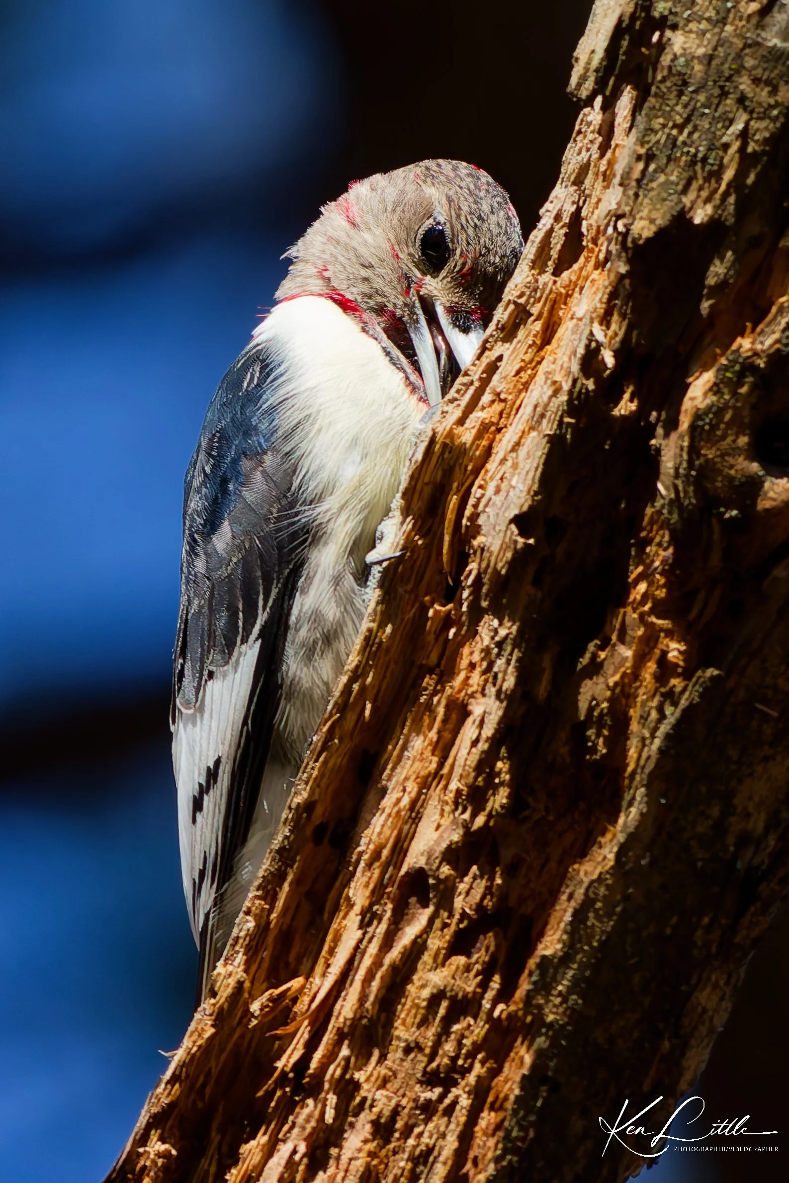 Juvenile Red-headed Woodpecker - Oak Mt. State Park (November 2025)