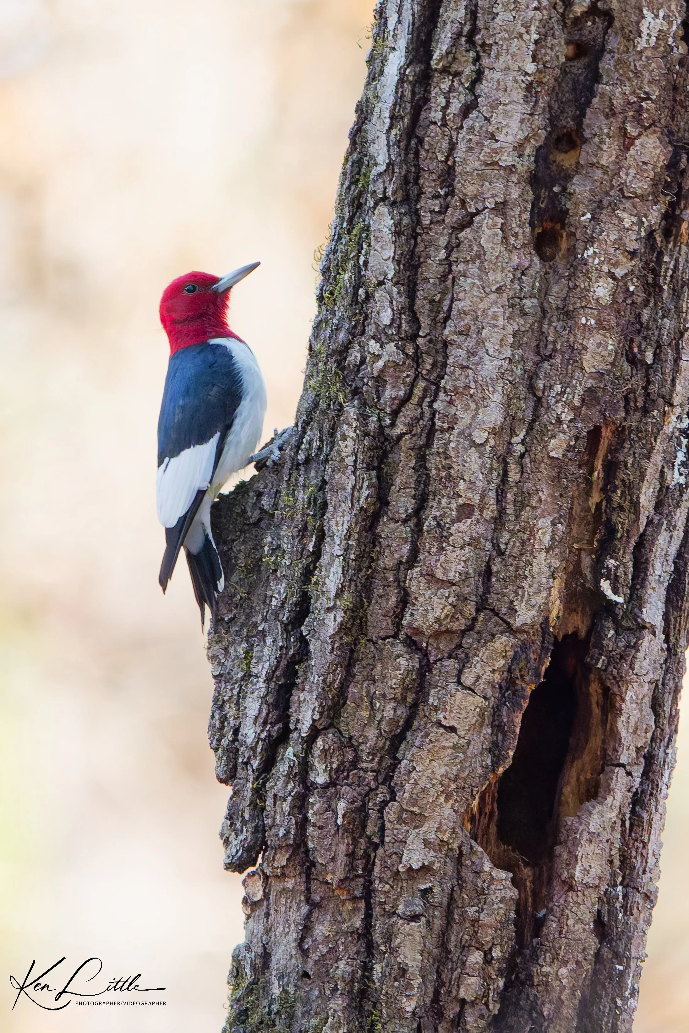 Red-headed Woodpecker - Oak Mt. State Park (November 2025)