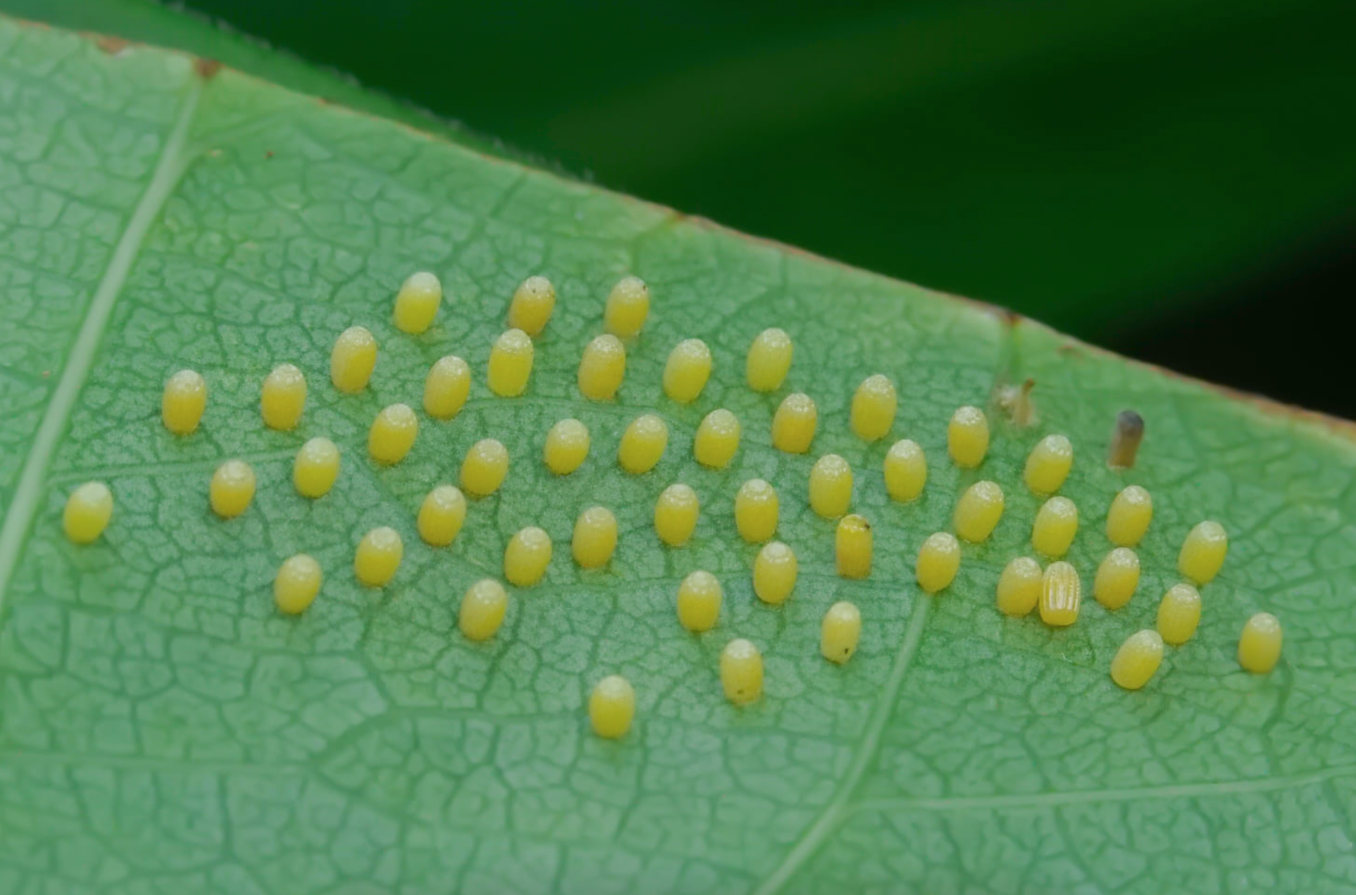 Butterfly eggs