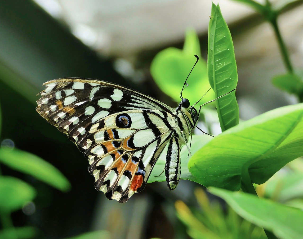 Butterfly Glue