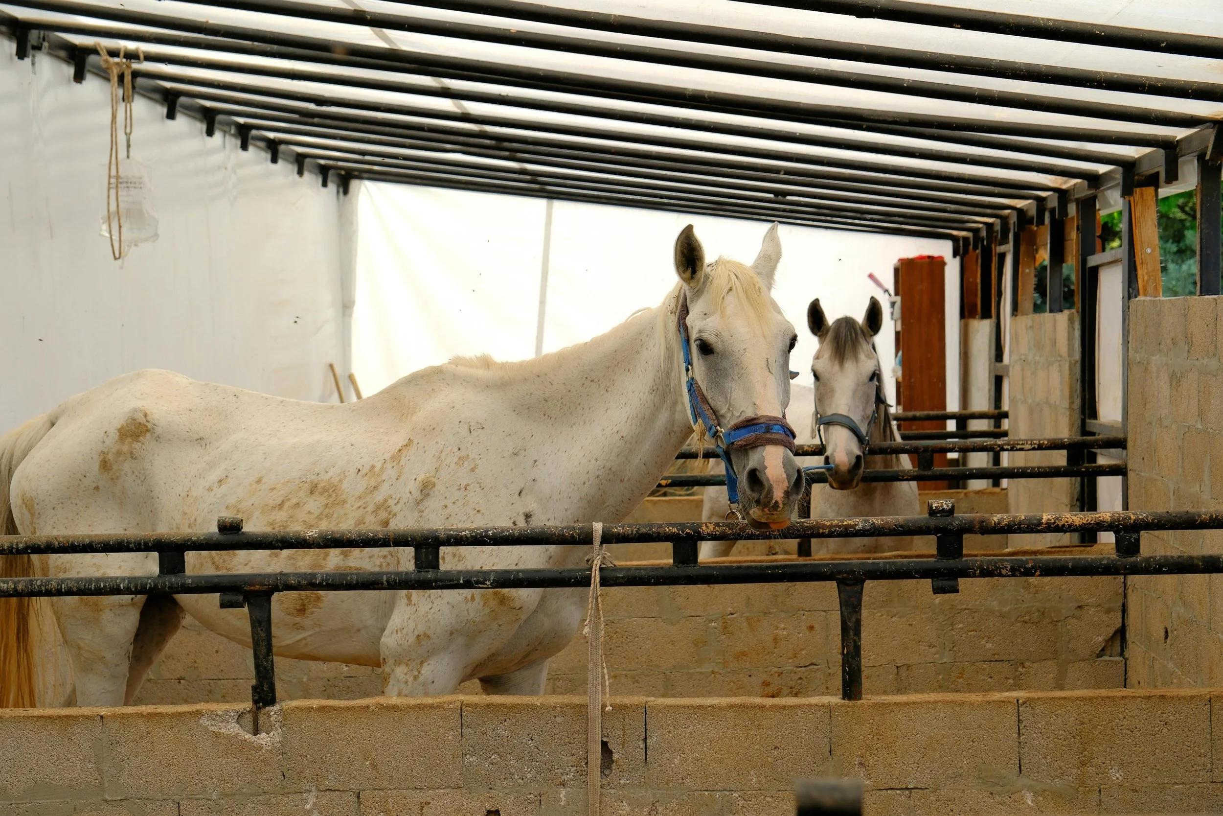Can you get a self-build mortgage on land with an equestrian tie?