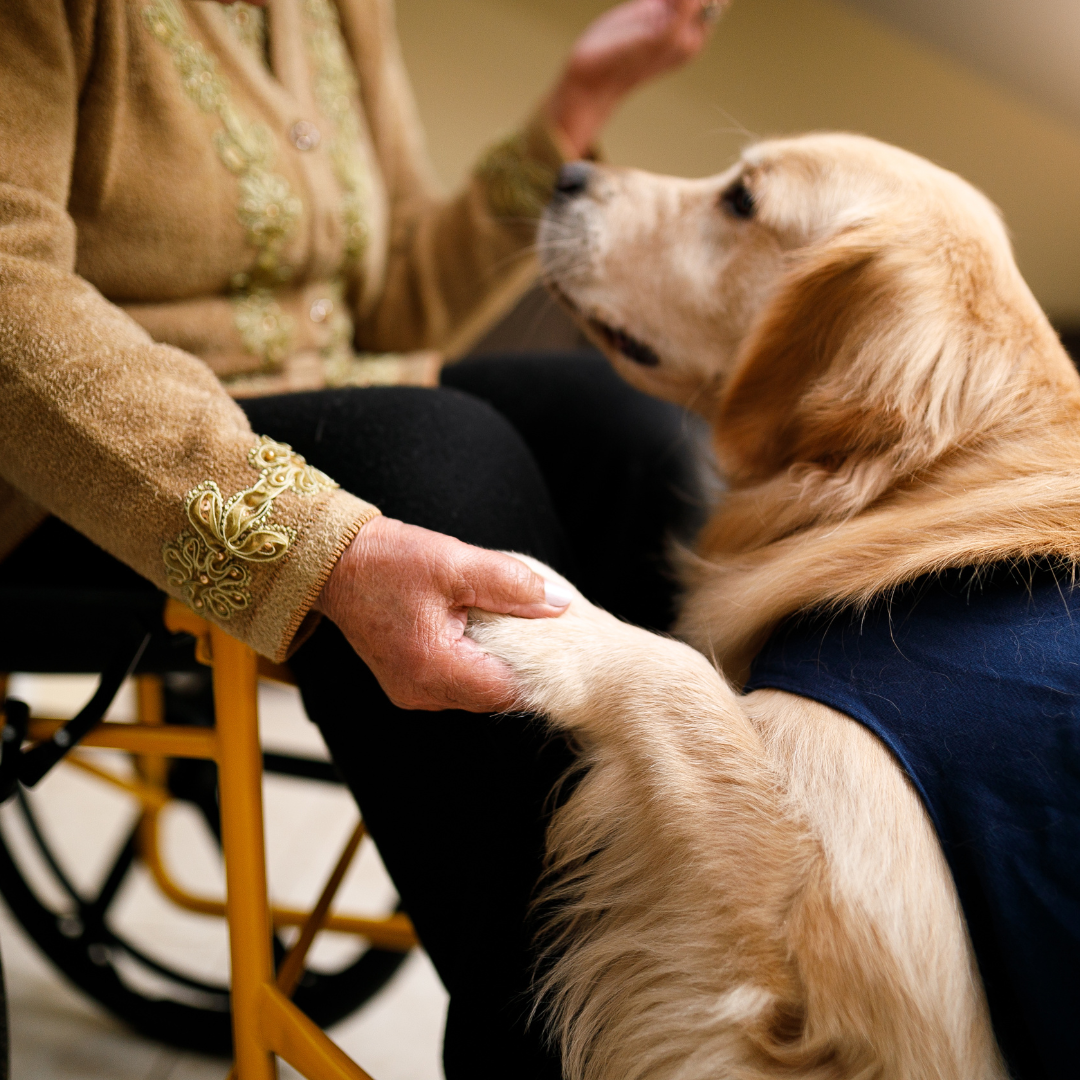 How Emotional Support Dogs Make a Huge Difference in Your Life
