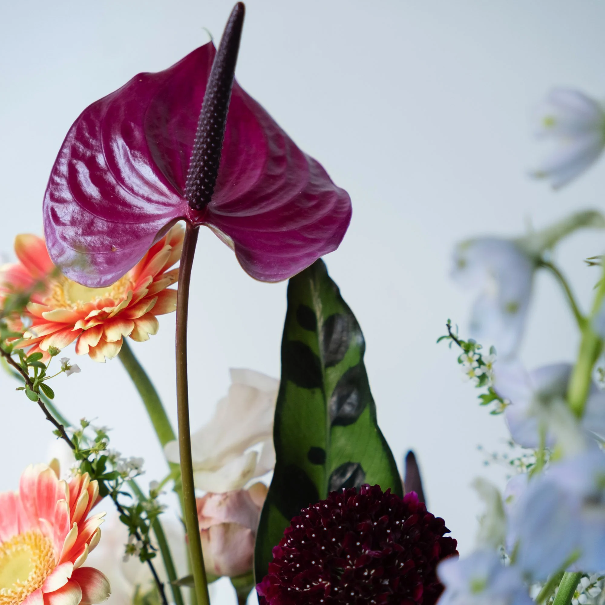 square_0003_DSCF5094 copy.jpg