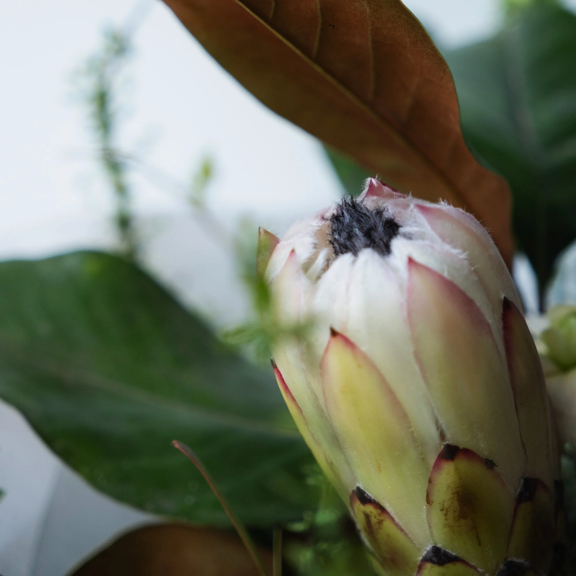 square_0006_DSCF5130 copy.jpg