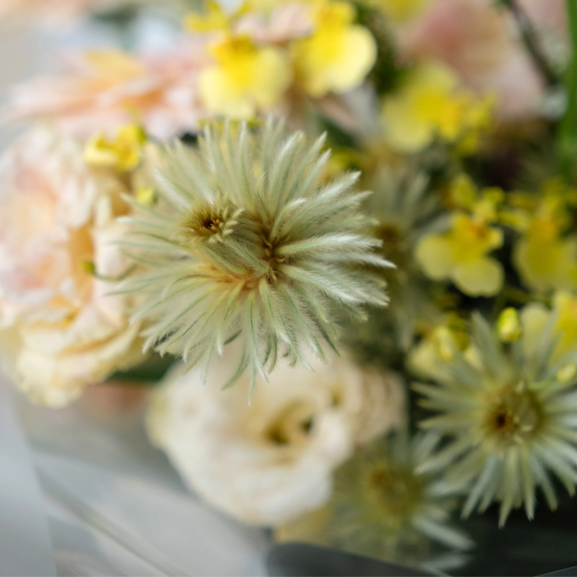 square_0009_DSCF5113 copy.jpg